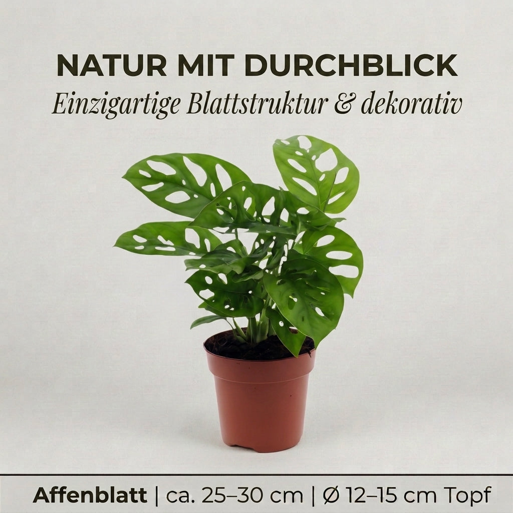 Monstera adansonii + 1x Seegraskorb | Monkey Leaf | ca. 25-30 cm | Ø 12-15 cm Topf
