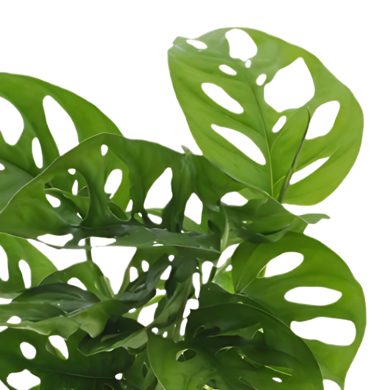 Monstera adansonii | Monkey Leaf | ca. 25-30 cm | Ø 12-15 cm Topf