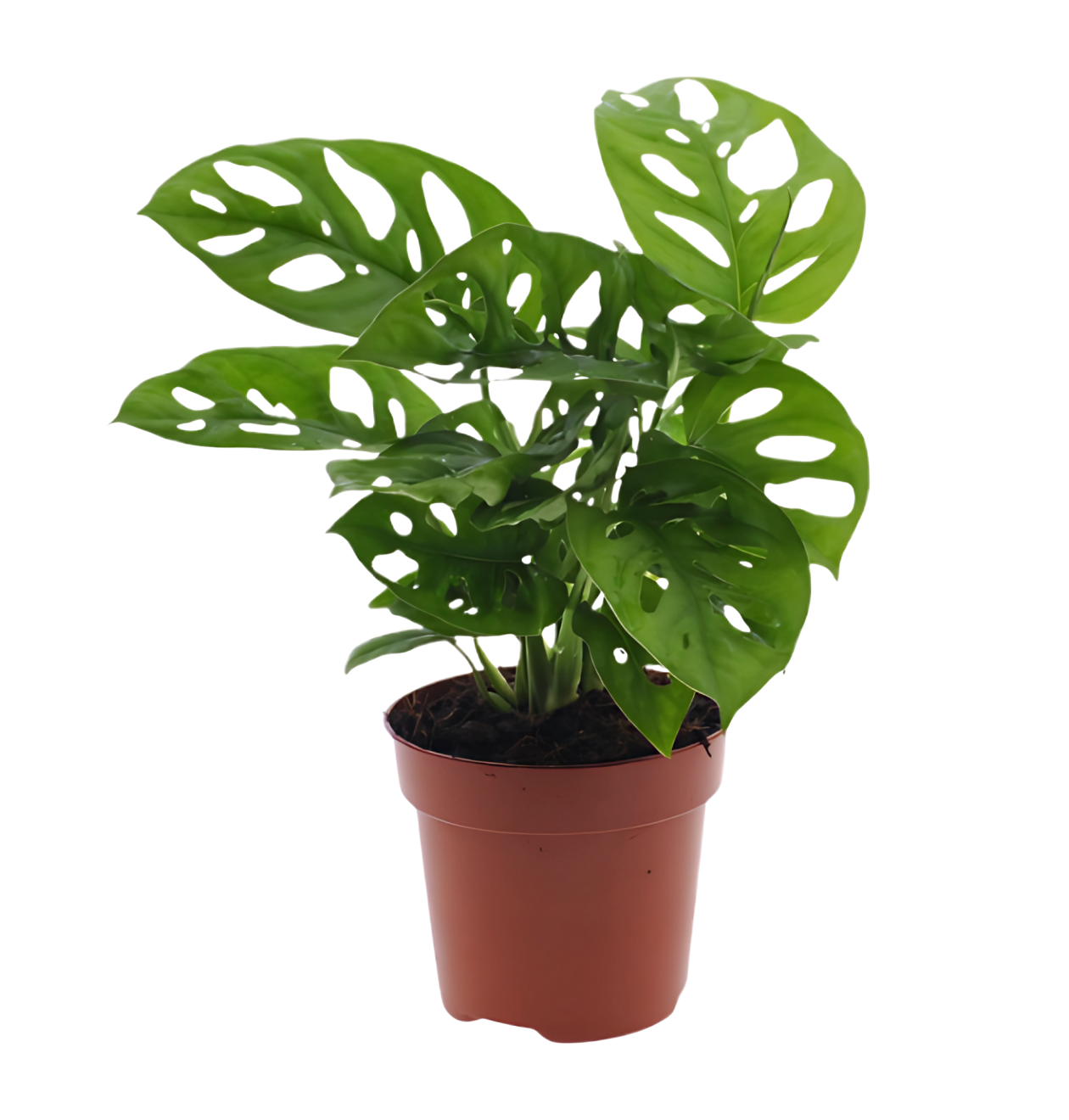 Monstera adansonii | Monkey Leaf | ca. 25-30 cm | Ø 12-15 cm Topf