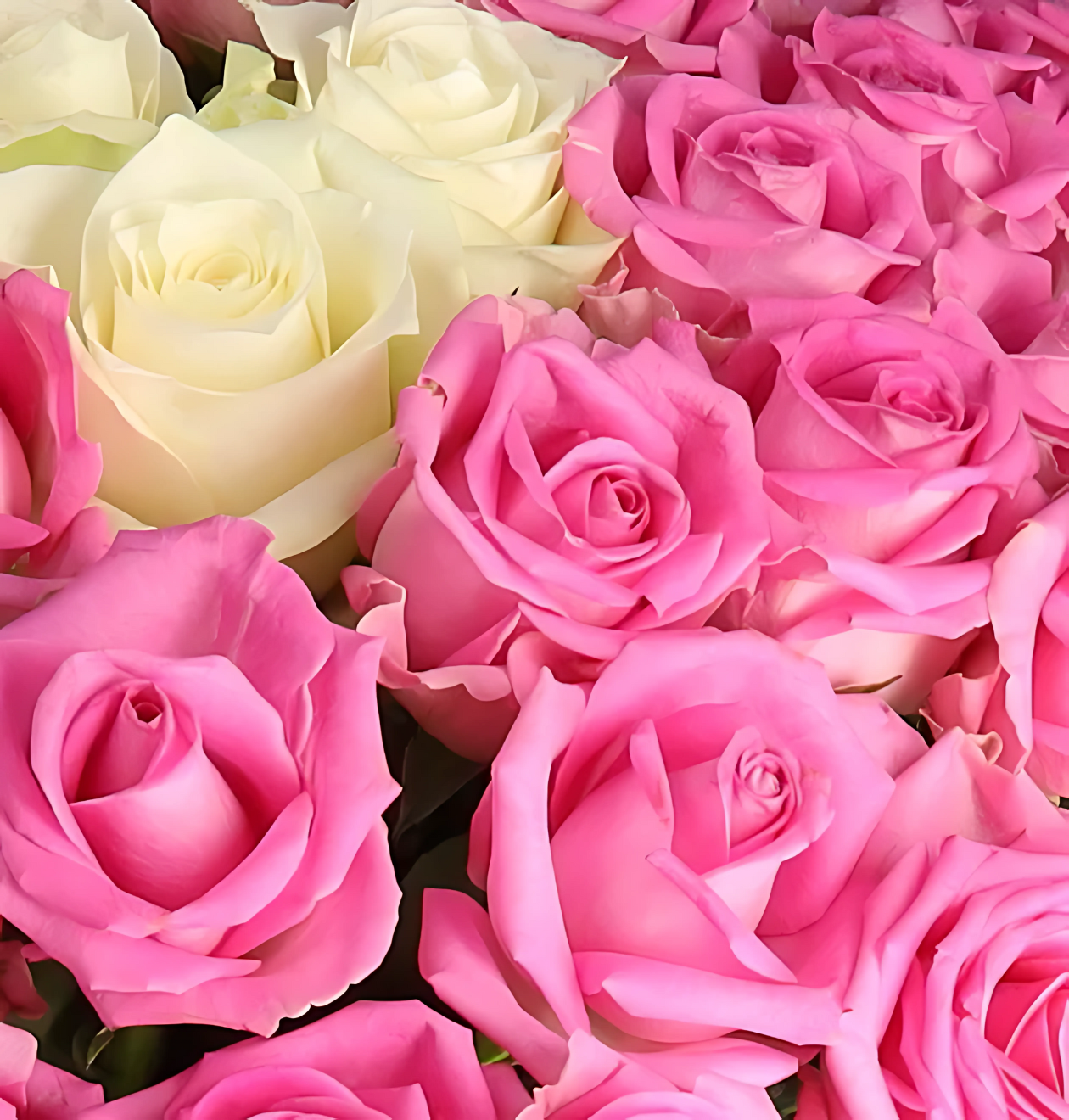 70 Rosen - "Pink Special"