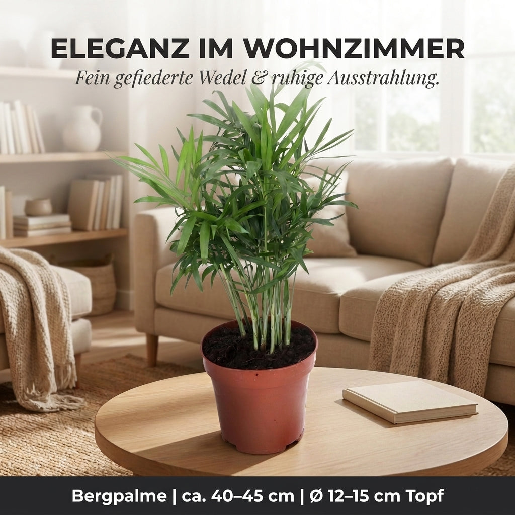 Bergpalme + 3x Zinktopf | 3er-Set | Chamaedorea elegans | ca. 40-45 cm | Ø 12-15 cm Topf