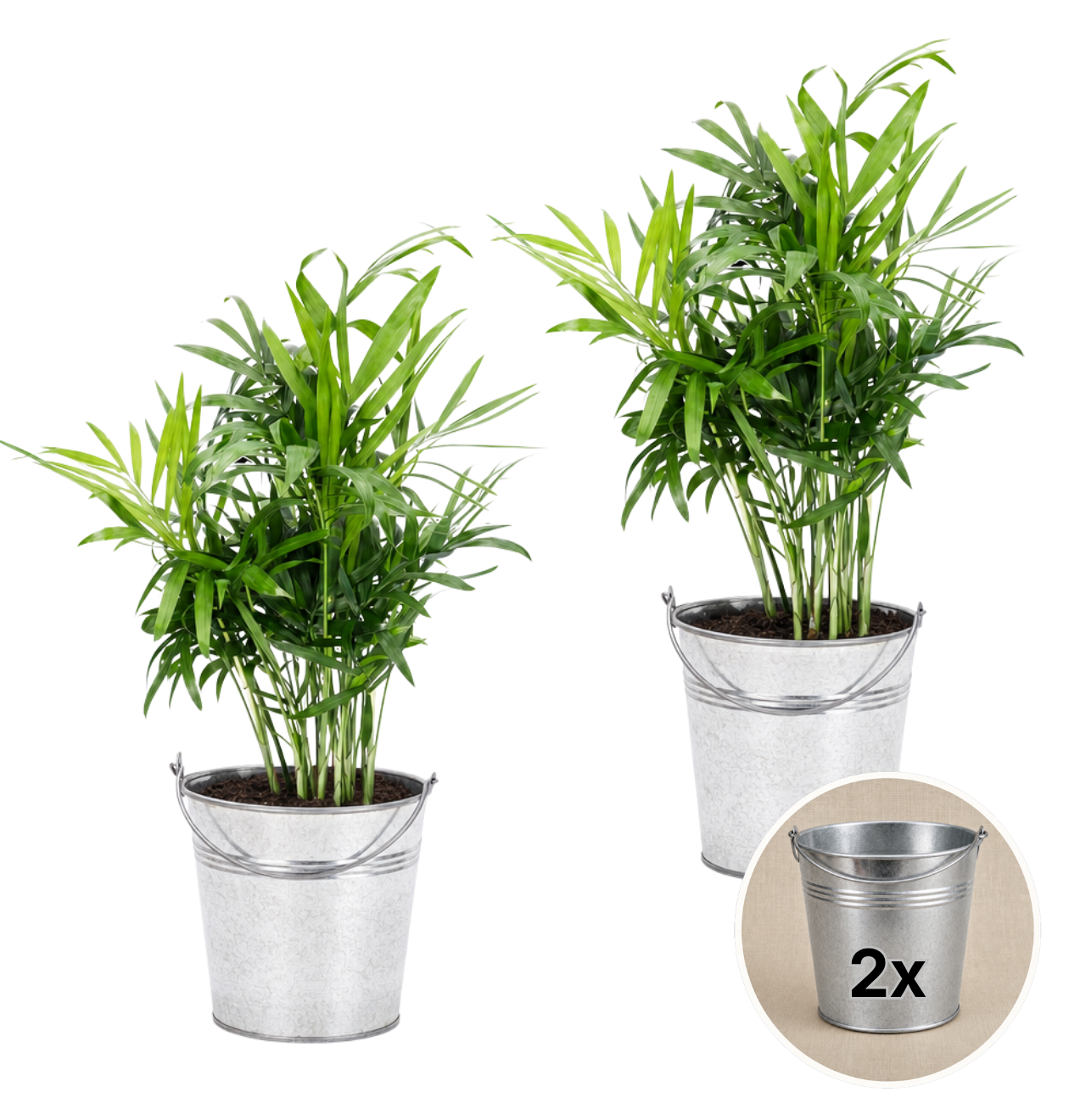 Bergpalme + 2x Zinktopf | 2er-Set | Chamaedorea elegans | ca. 40-45 cm | Ø 12-15 cm Topf