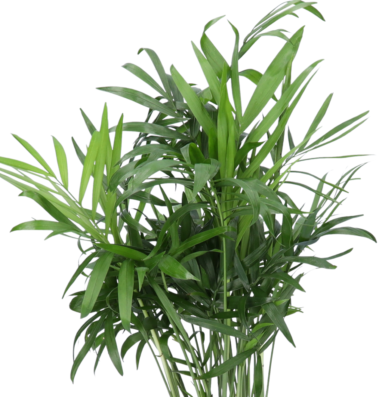 Bergpalme | 2er-Set | Chamaedorea elegans | ca. 40-45 cm | Ø 12-15 cm Topf