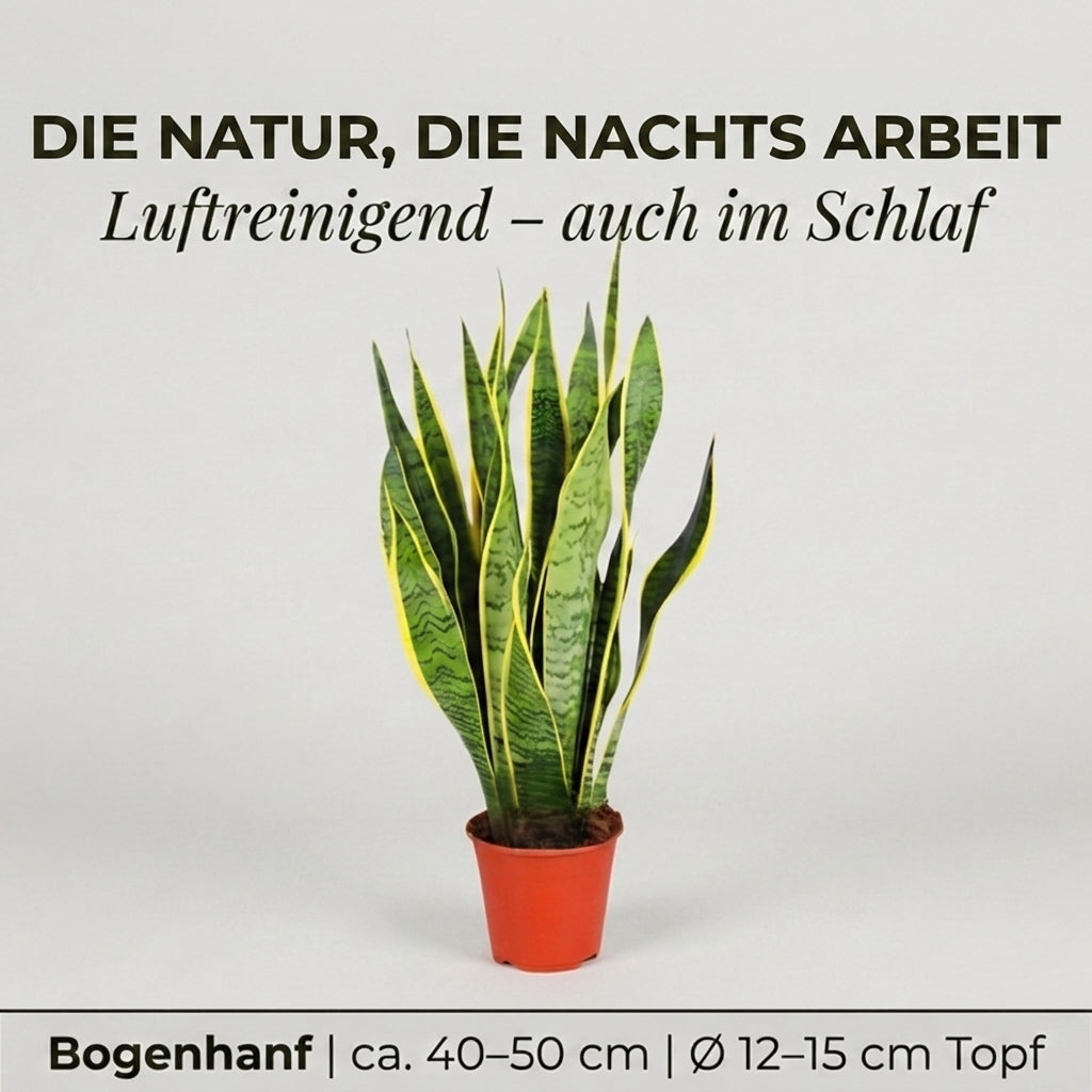 Bogenhanf + 1x Seegraskorb | Sansevieria | ca. 40-50 cm | Ø 12-15 cm Topf