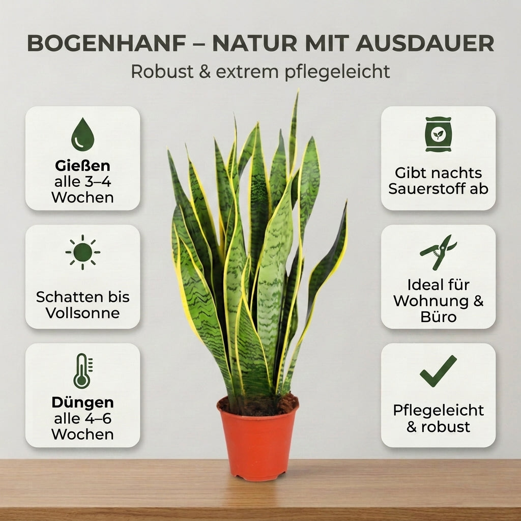 Bogenhanf + 1x Cremefarbener Zinktopf | Sansevieria | ca. 40-50 cm | Ø 12-15 cm Topf