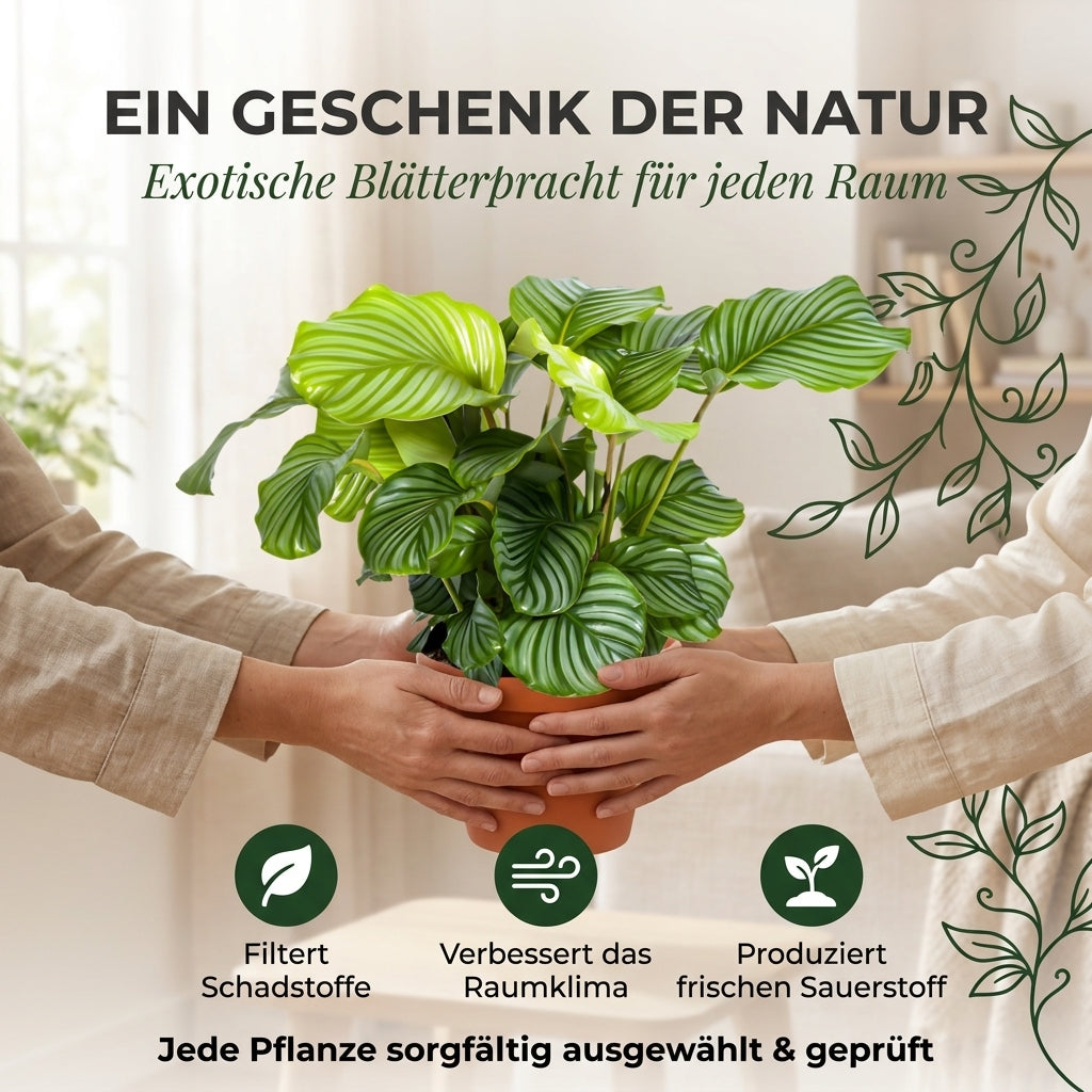 Korbmarante + 6x Cremefarbener Zinktopf | 6er-Set | Calathea | ca. 40-50 cm | Ø 12-15 cm Topf