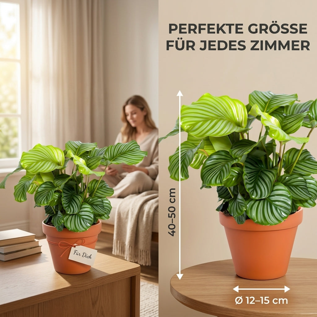 Korbmarante + 6x Cremefarbener Zinktopf | 6er-Set | Calathea | ca. 40-50 cm | Ø 12-15 cm Topf