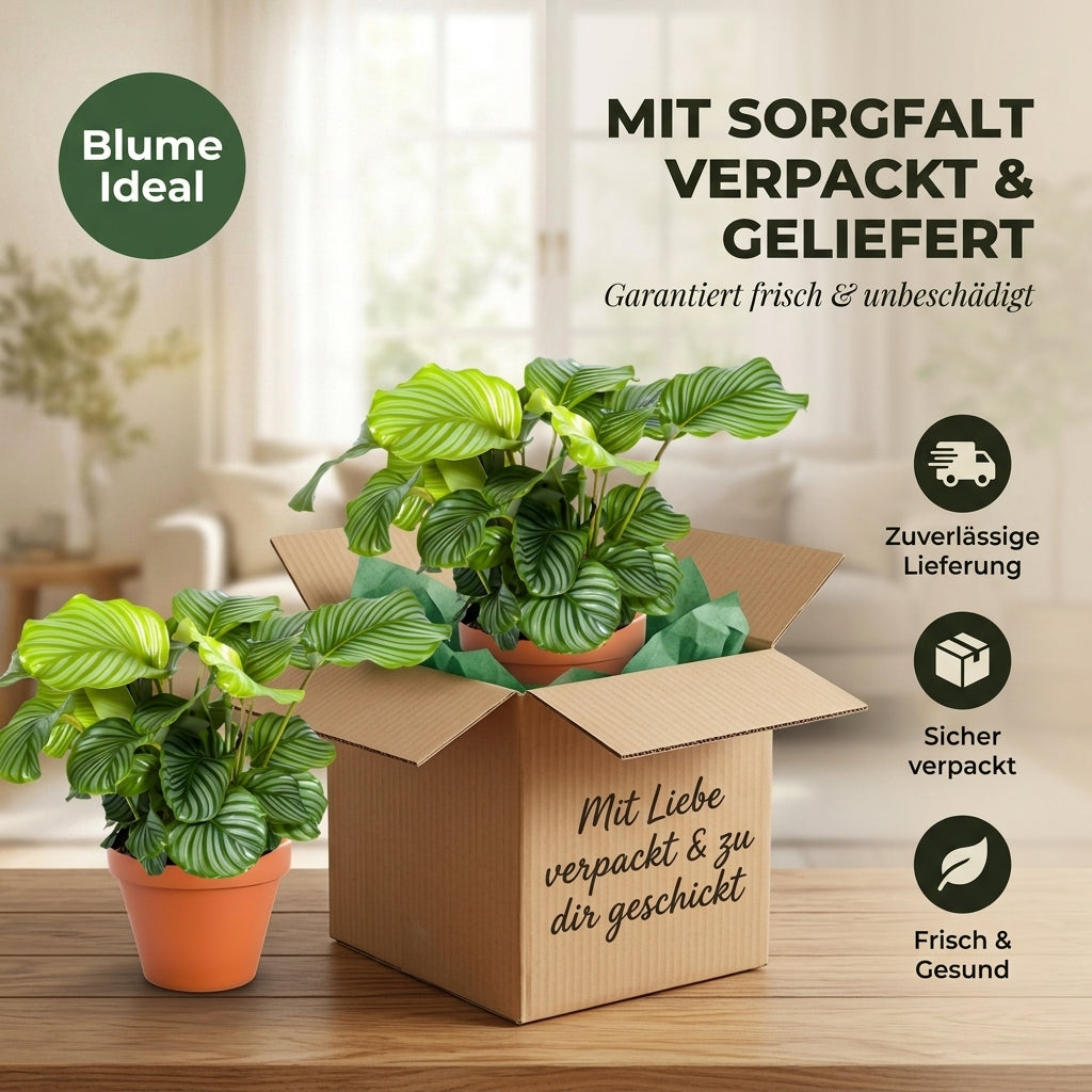 Korbmarante + 6x Cremefarbener Zinktopf | 6er-Set | Calathea | ca. 40-50 cm | Ø 12-15 cm Topf