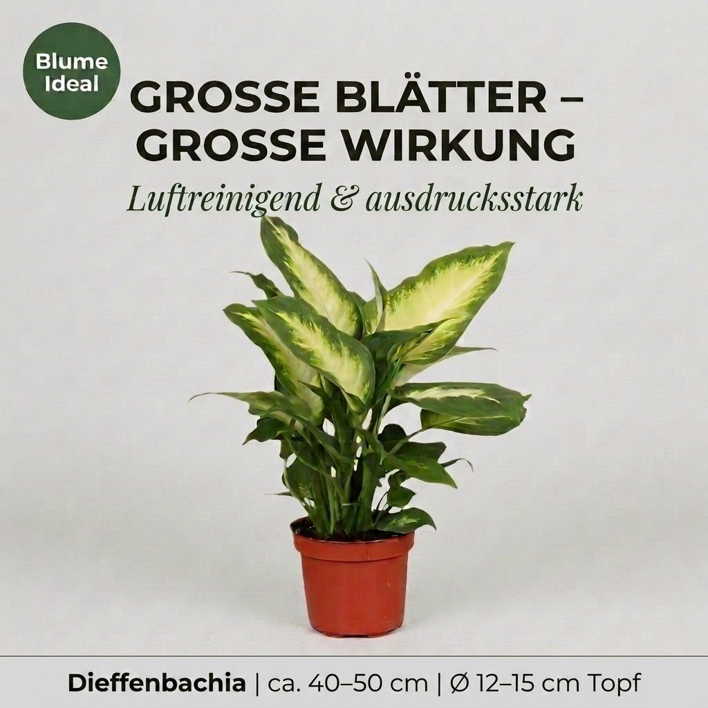Dieffenbachia + 3x Cremefarbener Zinktopf | 3er-Set | ca. 40-50 cm | Ø 12-15 cm Topf