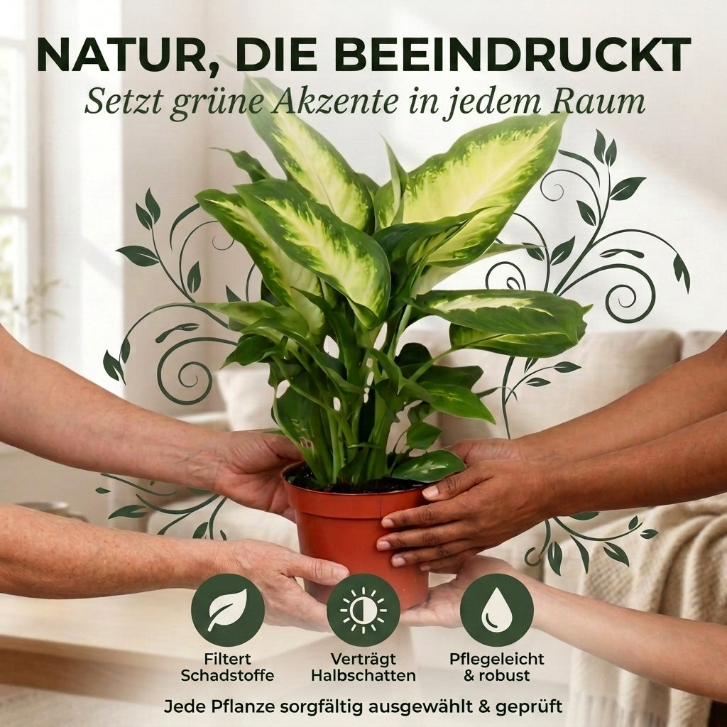 Dieffenbachia + 3x Cremefarbener Zinktopf | 3er-Set | ca. 40-50 cm | Ø 12-15 cm Topf