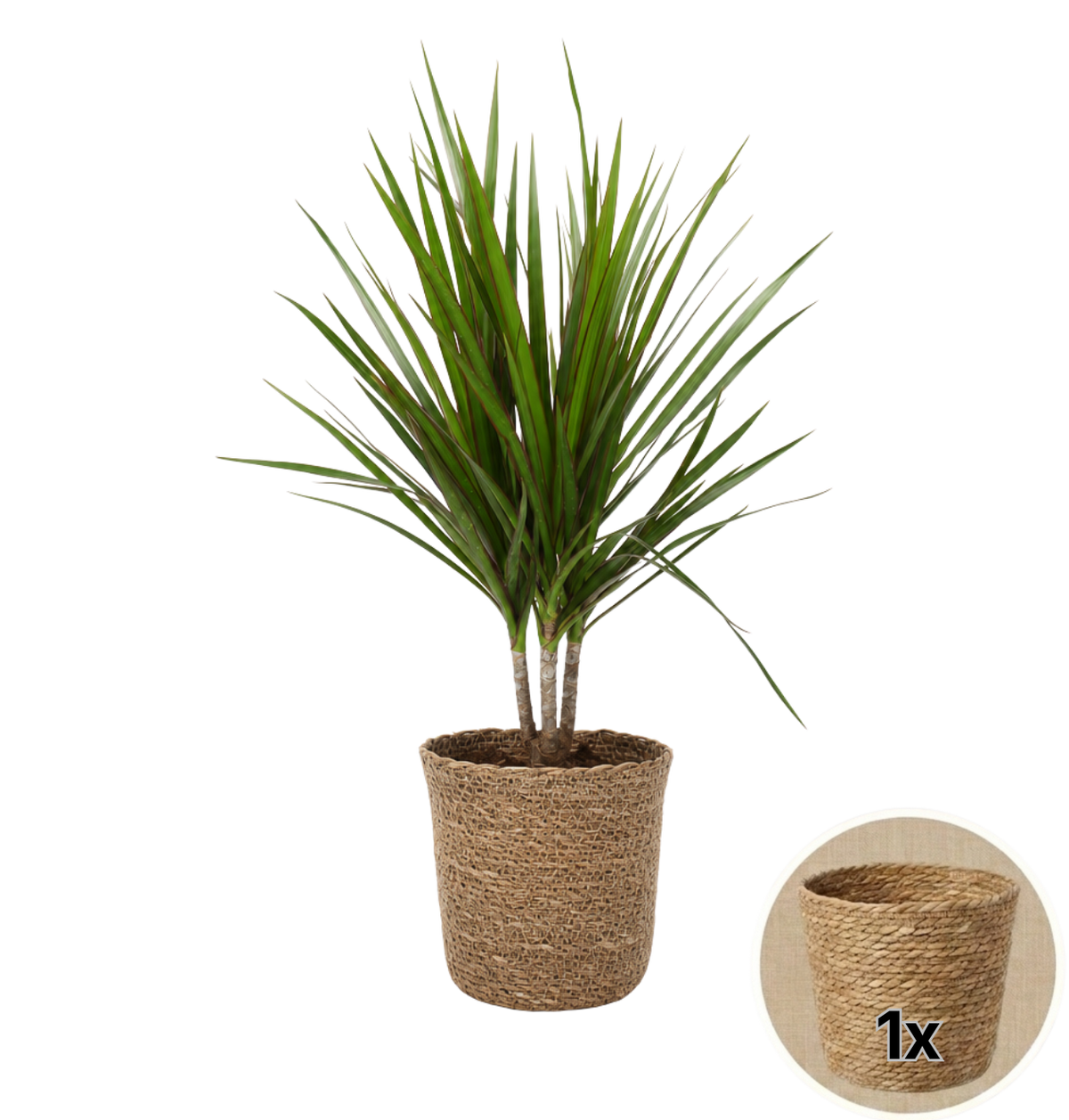 Drachenbaum + 1x Seegraskorb | Dracaena | ca. 40-50 cm | Ø 12-15 cm Topf
