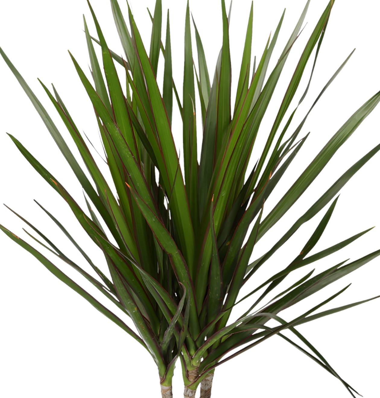 Drachenbaum | Dracaena | ca. 40-50 cm | Ø 12-15 cm Topf