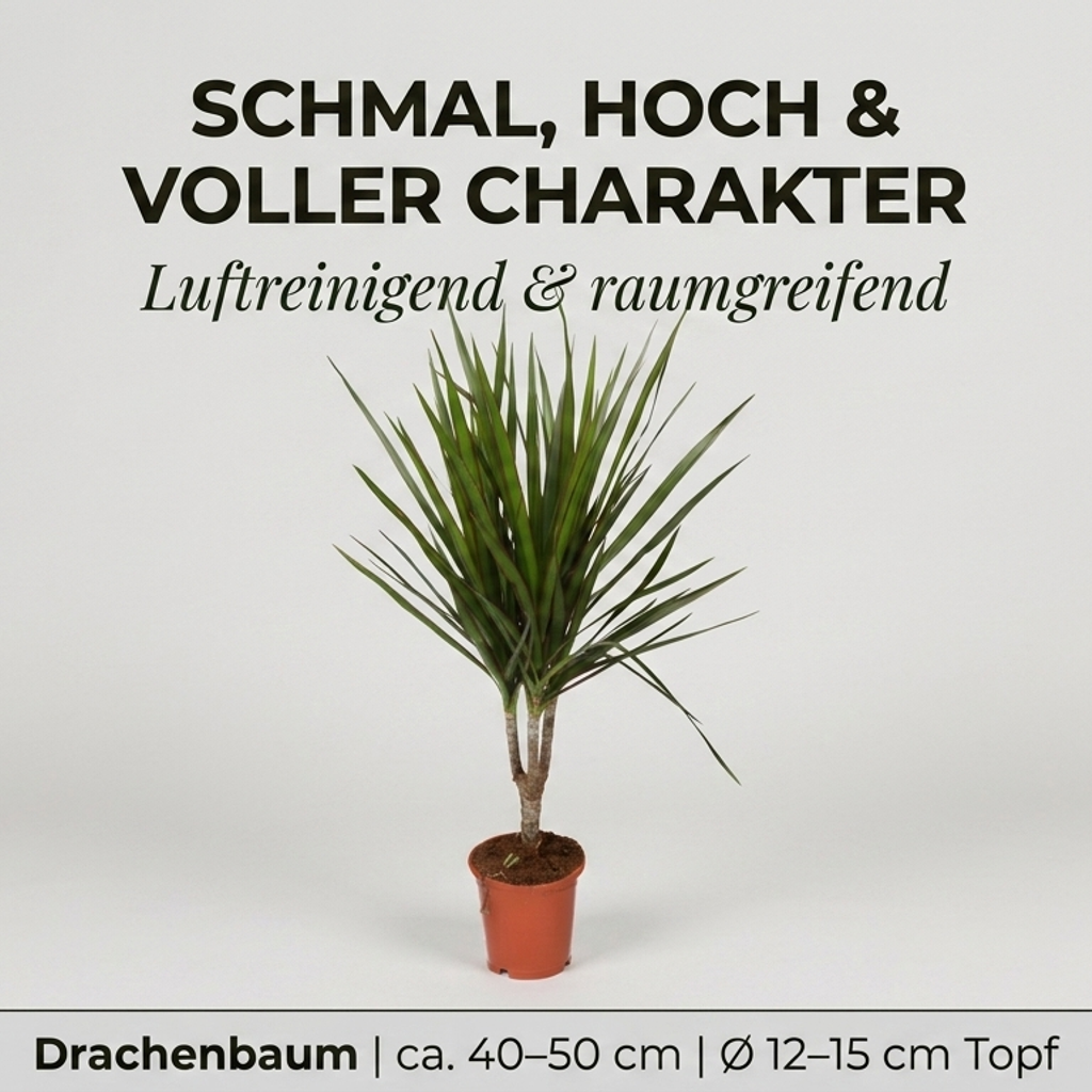 Drachenbaum + 3x Zinktopf | 3er-Set | Dracaena | ca. 40-50 cm | Ø 12-15 cm Topf