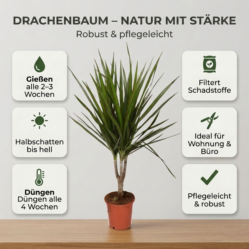 Drachenbaum + 2x Zinktopf | 2er-Set | Dracaena | ca. 40-50 cm | Ø 12-15 cm Topf