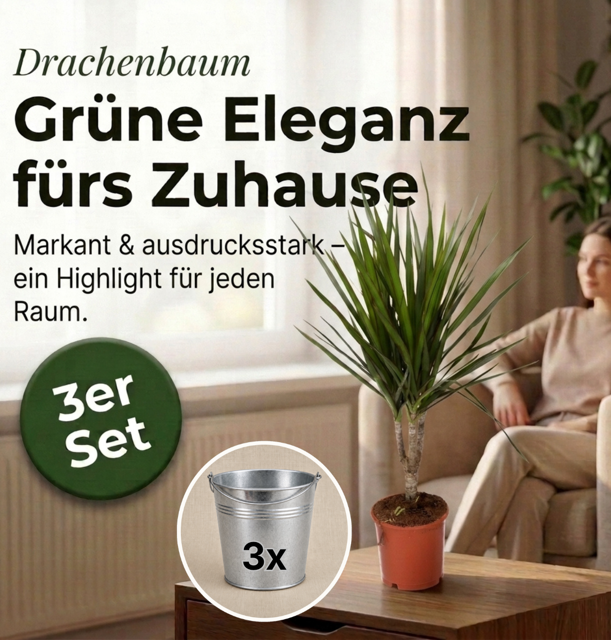 Drachenbaum + 3x Zinktopf | 3er-Set | Dracaena | ca. 40-50 cm | Ø 12-15 cm Topf