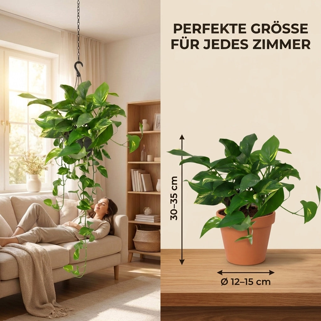 Efeutute (hängend) + Zinktopf | 5er-Set | Epipremnum aureum | ca. 30-35 cm | Ø 12-15 cm Topf