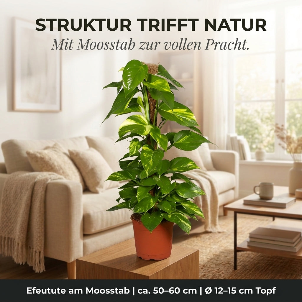 Efeutute am Moosstab + 2x Zinktopf | 2er-Set | Epipremnum Aureum | ca. 50-60 cm | Ø 12-15 cm Topf