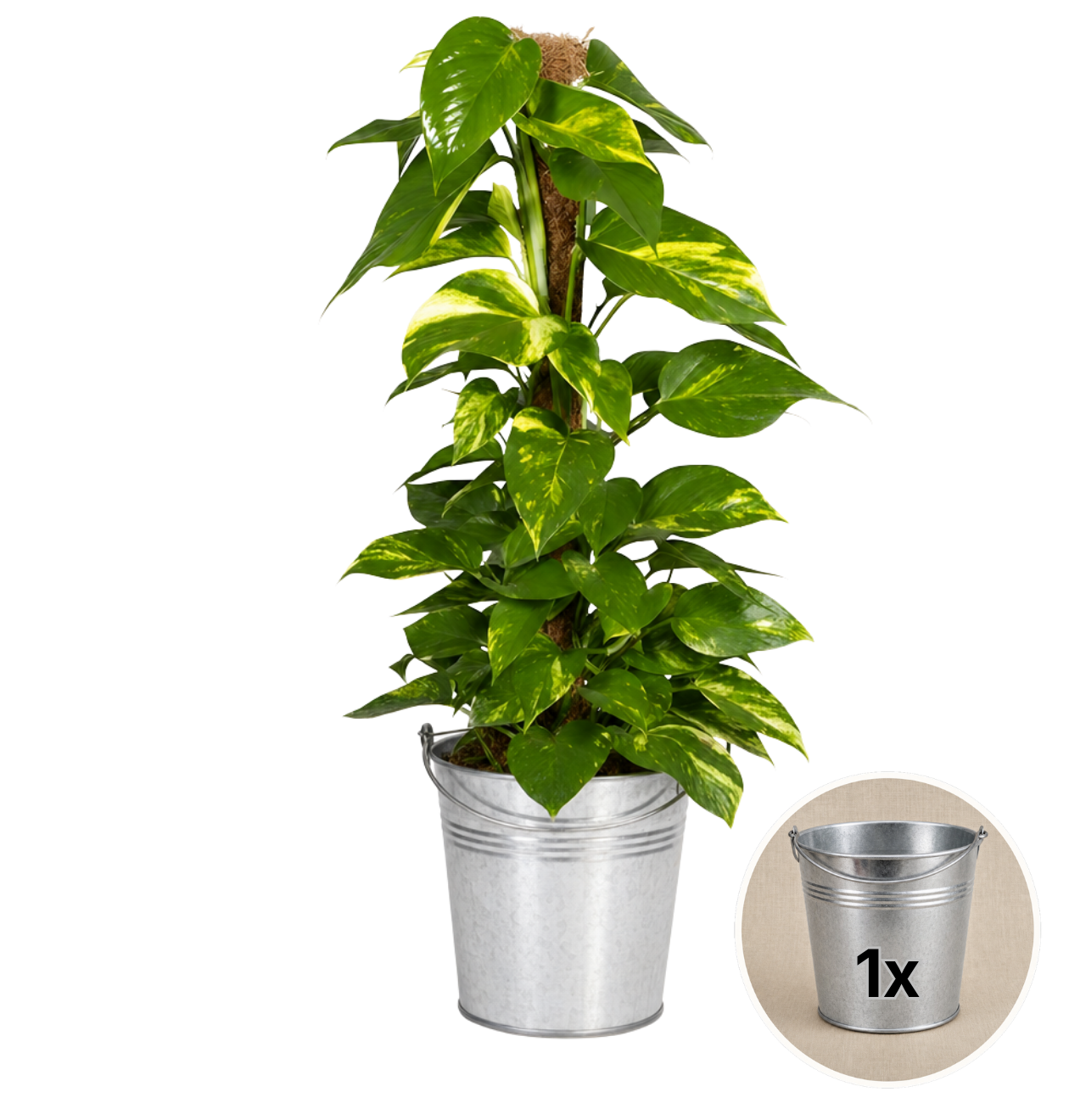 Efeutute am Moosstab + 1x Zinktopf | Epipremnum Aureum | ca. 50-60 cm | Ø 12-15 cm Topf