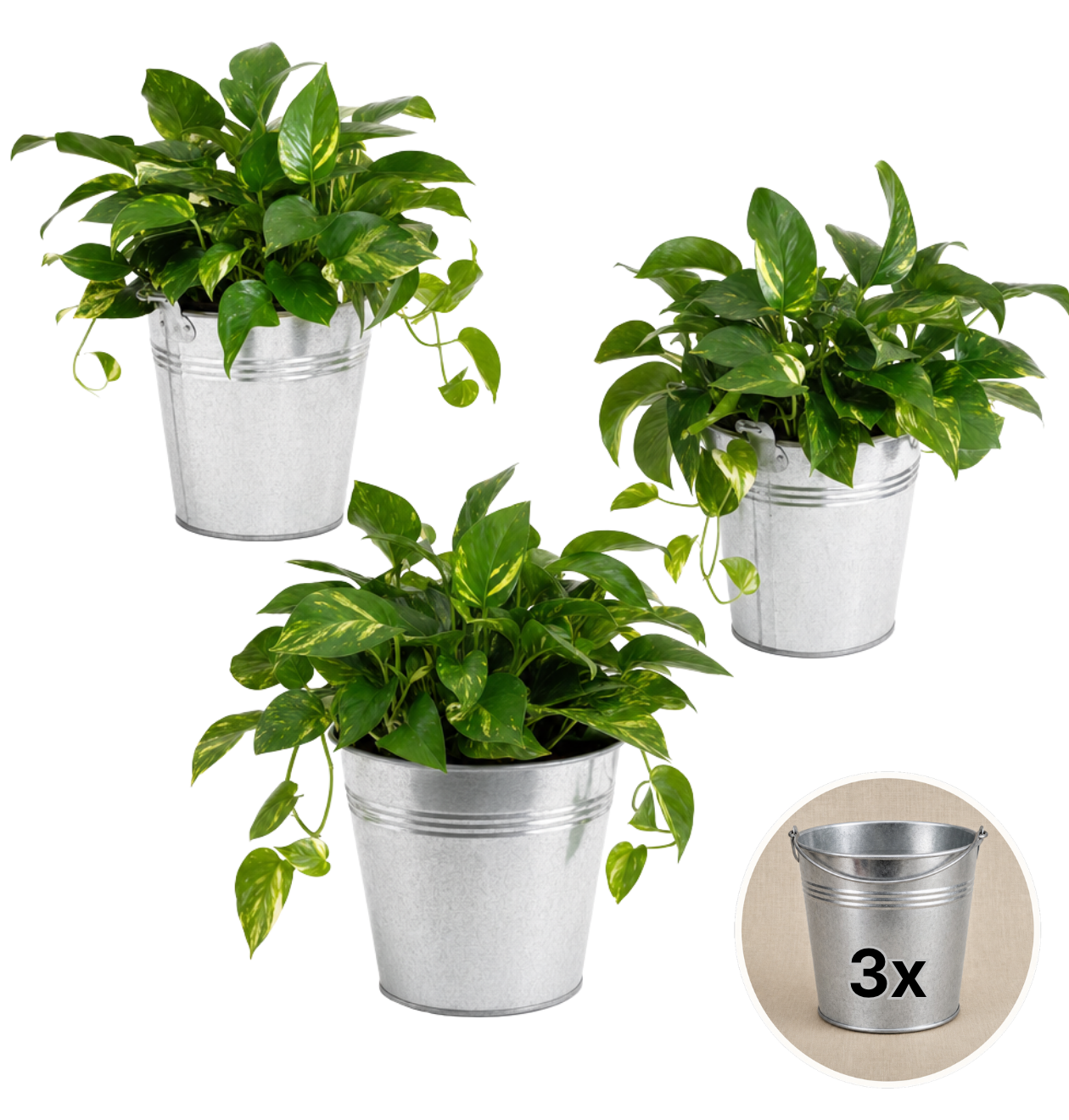 Efeutute (hängend) + Zinktopf | 3er-Set | Epipremnum aureum | ca. 30-35 cm | Ø 12-15 cm Topf