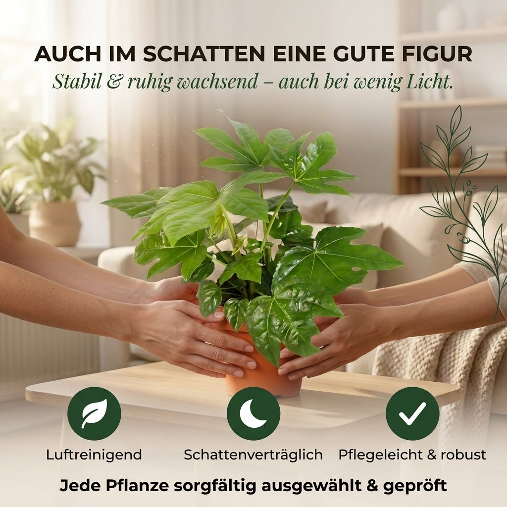 Zimmeraralie + 3x Zinktopf | 3er-Set | Fatsia japonica | ca. 40-50 cm | Ø 12-15 cm Topf