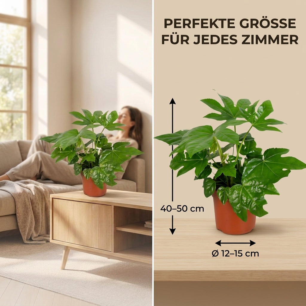 Zimmeraralie + 2x Zinktopf | 2er-Set | Fatsia japonica | ca. 40-50 cm | Ø 12-15 cm Topf