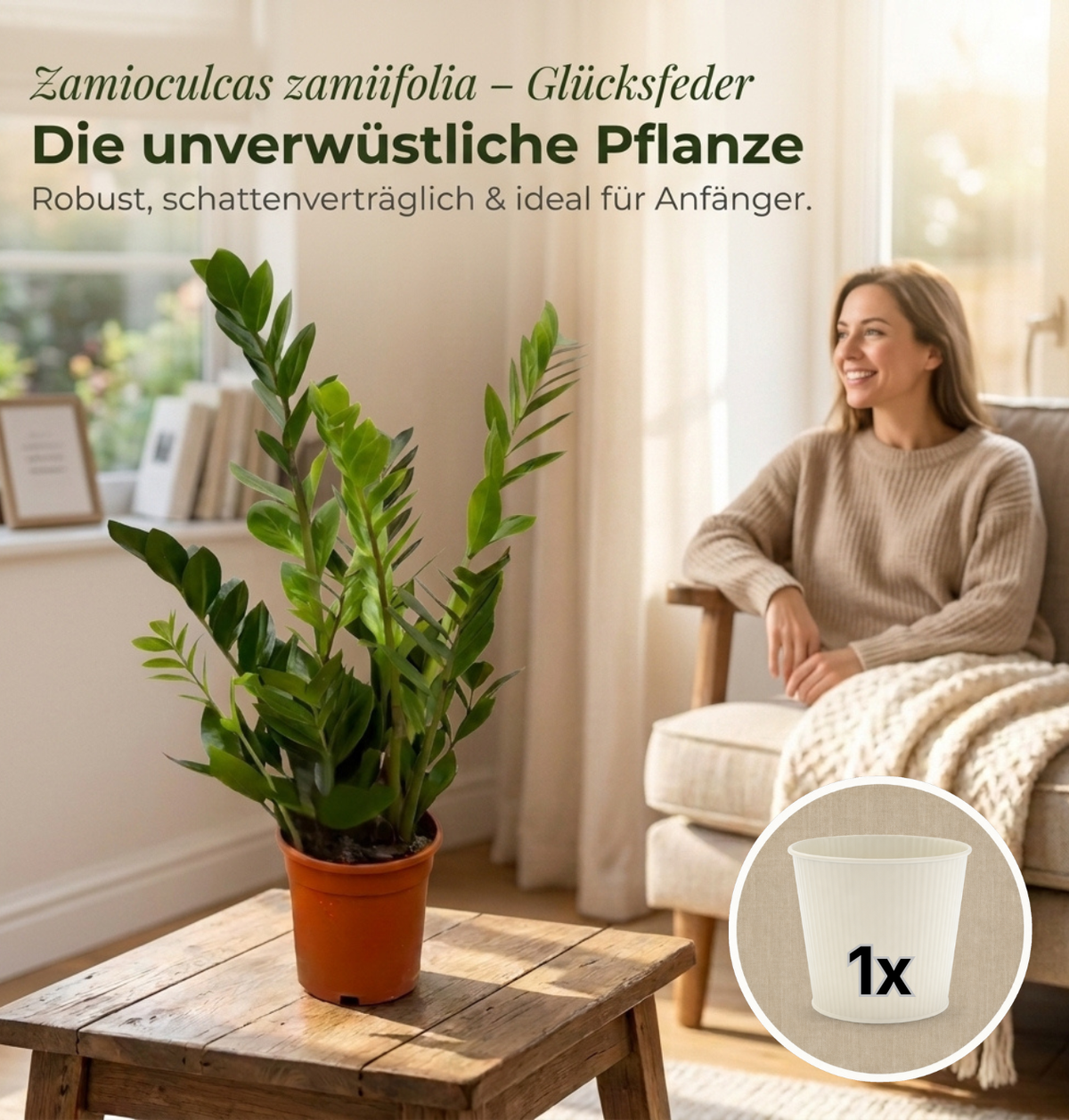 Glücksfeder + 1x Cremefarbener Zinktopf | Zamioculcas zamiifolia | ca. 40-50 cm | Ø 12-15 cm Topf