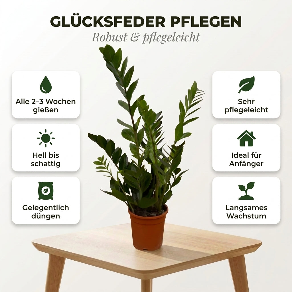 Glücksfeder + 2x Zinktopf | 2er-Set | Zamioculcas zamiifolia | ca. 40-50 cm | Ø 12-15 cm Topf