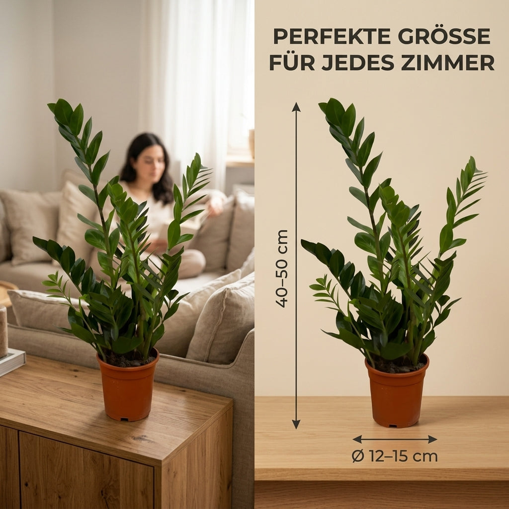 Glücksfeder + 1x Zinktopf | Zamioculcas zamiifolia | ca. 40-50 cm | Ø 12-15 cm Topf