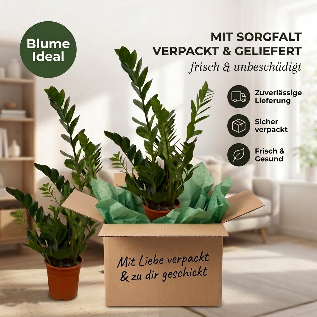 Glücksfeder + 1x Zinktopf | Zamioculcas zamiifolia | ca. 40-50 cm | Ø 12-15 cm Topf