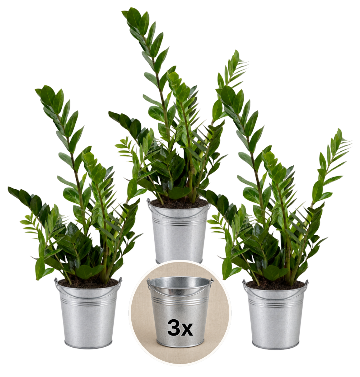 Glücksfeder + 3x Zinktopf | 3er-Set | Zamioculcas zamiifolia | ca. 40-50 cm | Ø 12-15 cm Topf