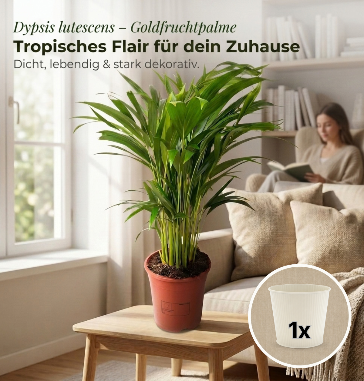 Goldfruchtpalme + 1x Cremefarbener Zinktopf | Dypsis lutescens | ca. 40-50 cm | Ø 12-15 cm Topf
