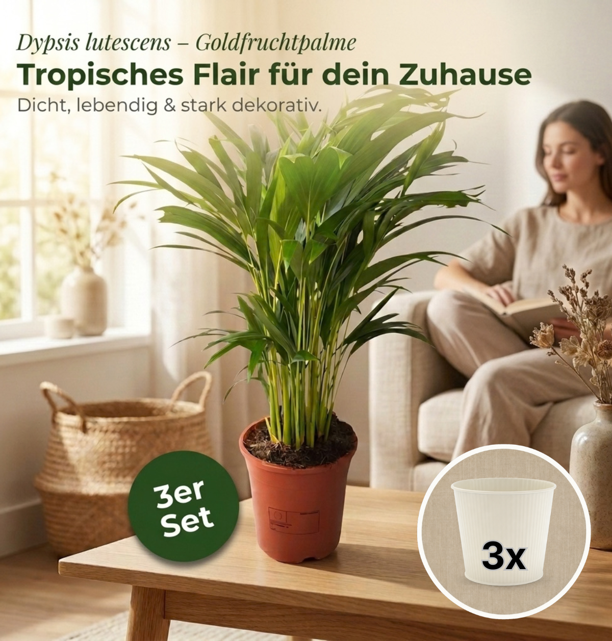 Goldfruchtpalme + 3x Cremefarbener Zinktopf | 3er-Set | Dypsis lutescens | ca. 40-50 cm | Ø 12-15 cm Topf