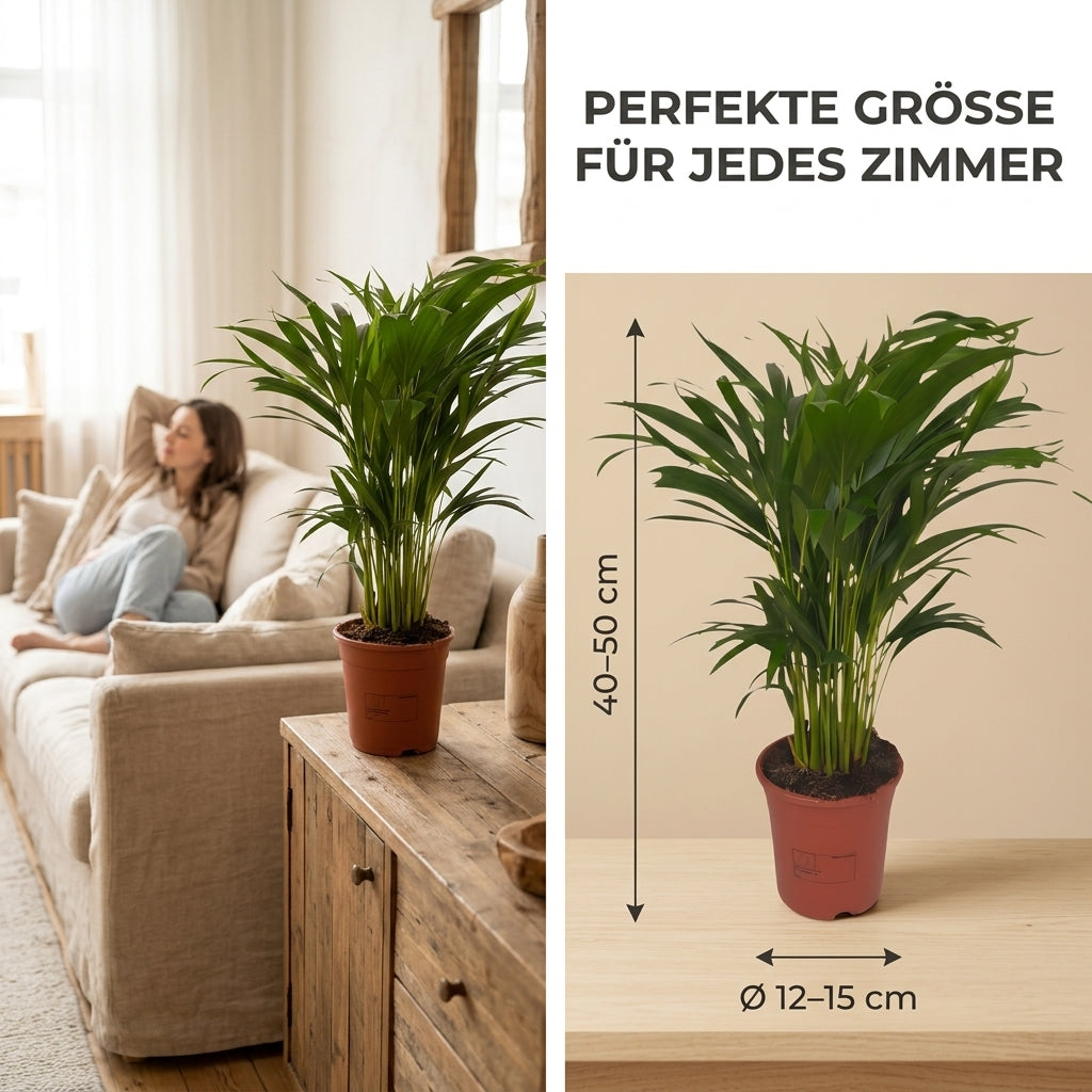 Goldfruchtpalme + 2x Zinktopf | 2er-Set | Dypsis lutescens | ca. 40-50 cm | Ø 12-15 cm Topf