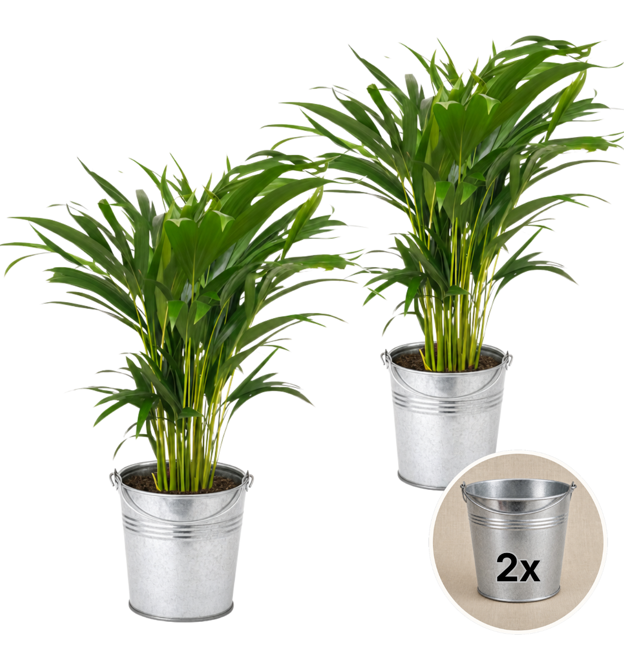 Goldfruchtpalme + 2x Zinktopf | 2er-Set | Dypsis lutescens | ca. 40-50 cm | Ø 12-15 cm Topf