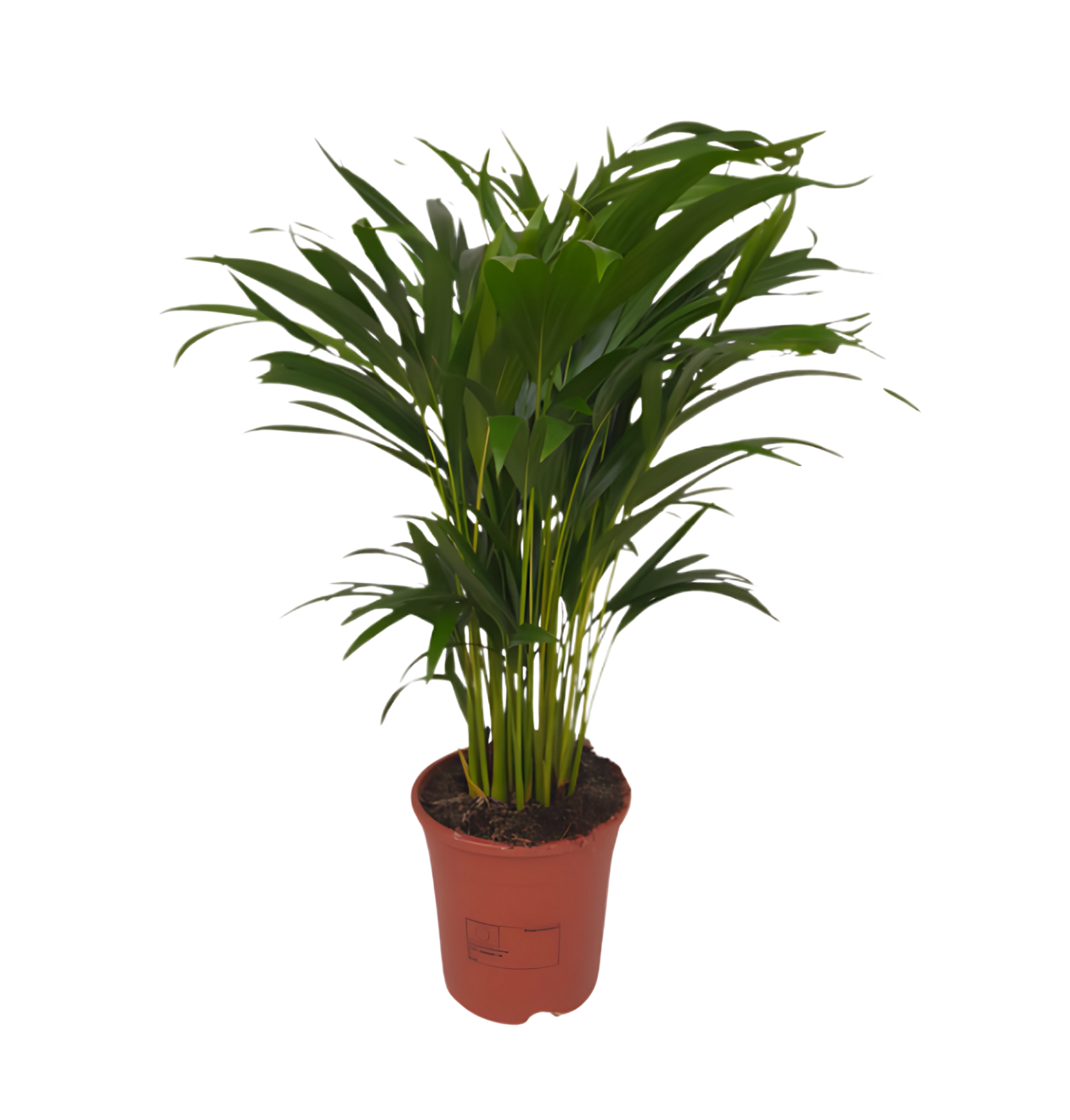 Goldfruchtpalme | 3er-Set | Dypsis lutescens | ca. 40-50 cm | Ø 12-15 cm Topf