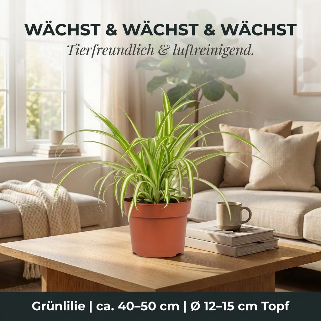 Grünlilie + 2x Zinktopf | 2er-Set | Chlorophytum | ca. 40-50 cm | Ø 12-15 cm Topf
