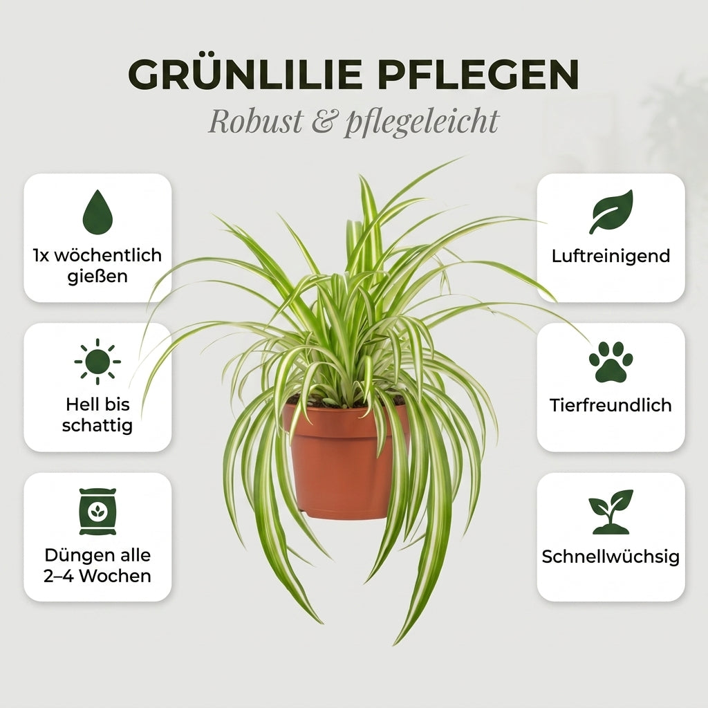Grünlilie + 3x Zinktopf | 3er-Set | Chlorophytum | ca. 40-50 cm | Ø 12-15 cm Topf