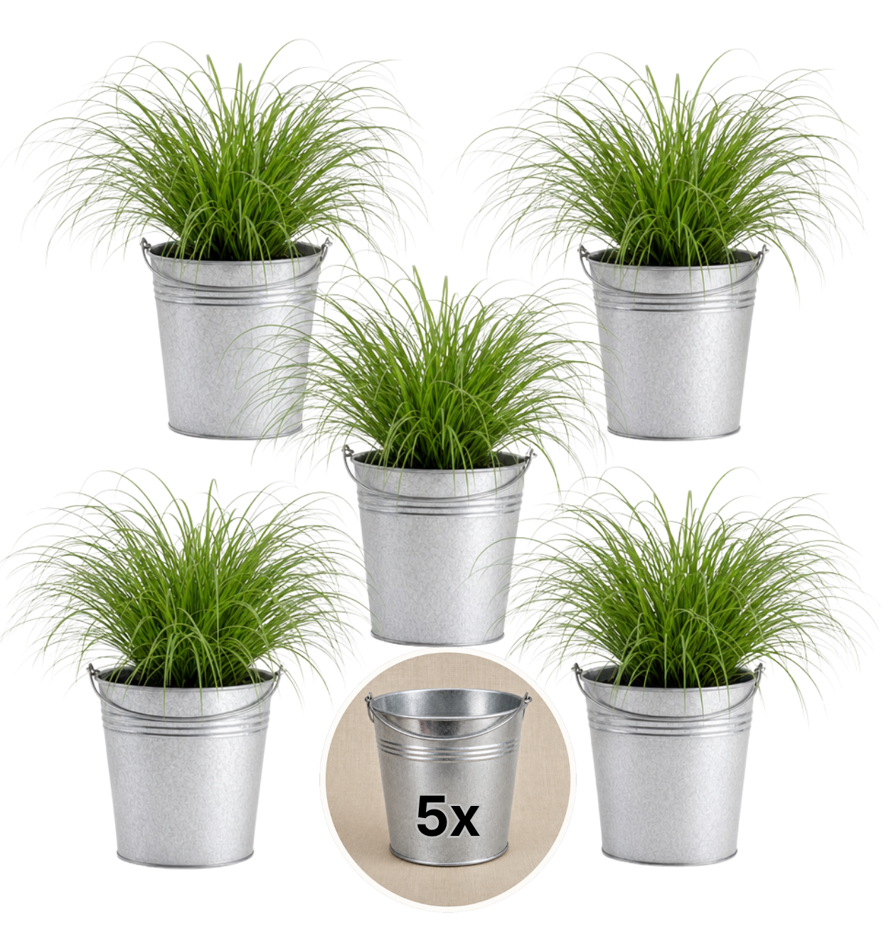 Katzengras + Zinktopf | 5er-Set | Cyperus zumula | ca. 20-30 cm | Ø 12-15 cm Topf