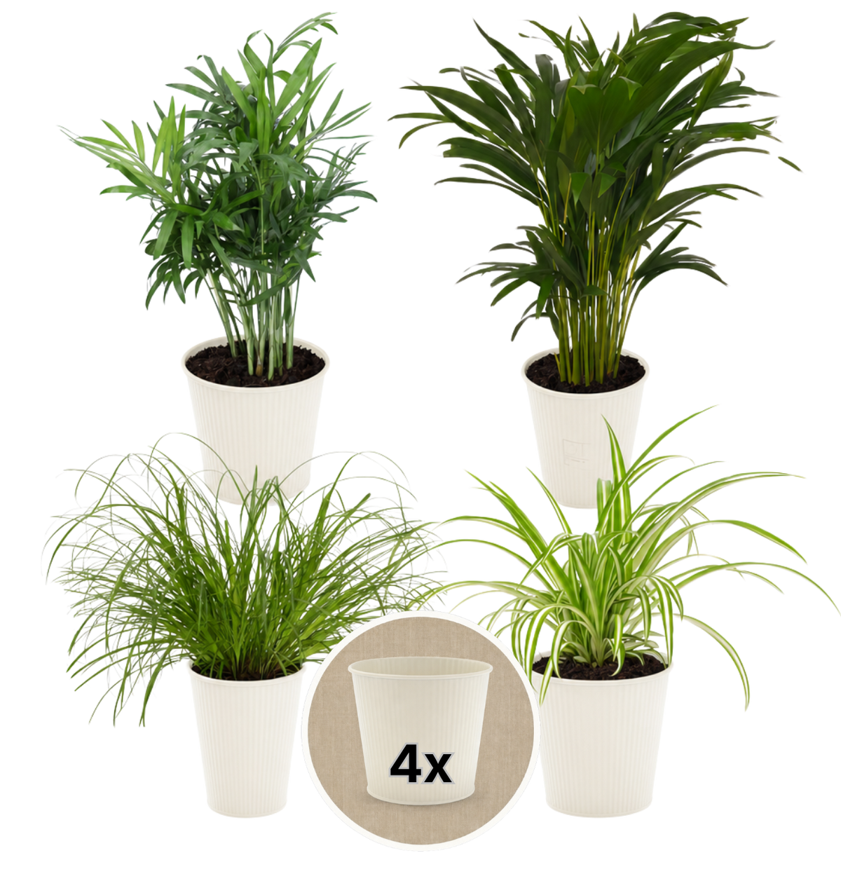 “Katzenliebhaber” Pflanzenset + 4x Cremefarbener Zinktopf | 4er-Set | ca. 30-45 cm | Ø 12-15 cm Topf