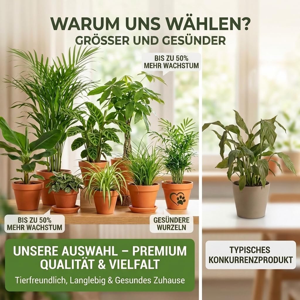 “Katzenliebhaber” Pflanzenset + 4x Cremefarbener Zinktopf | 4er-Set | ca. 30-45 cm | Ø 12-15 cm Topf