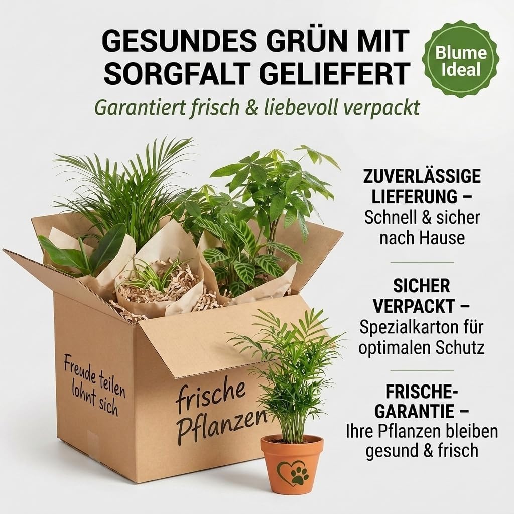 “Katzenliebhaber” Pflanzenset + 4x Cremefarbener Zinktopf | 4er-Set | ca. 30-45 cm | Ø 12-15 cm Topf