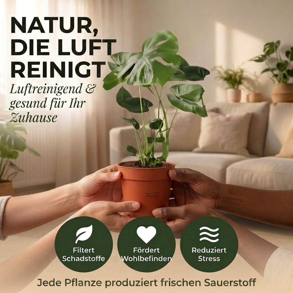 “Luftreiniger” Pflanzen-Set + Zinktopf | 7er-Set | ca. 30-70 cm | Ø 12-15 cm Topf