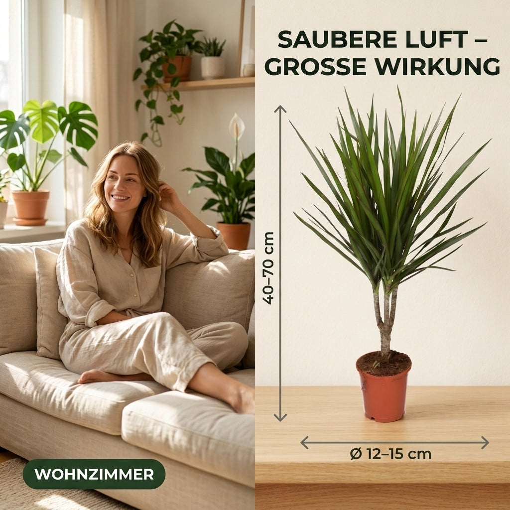 “Luftreiniger” Pflanzen-Set + Zinktopf | 4er-Set | ca. 40-70 cm | Ø 12-15 cm Topf