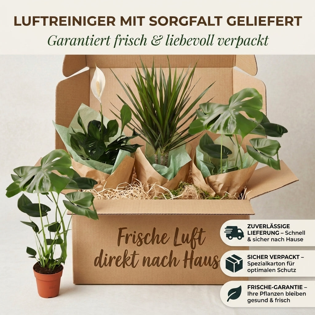 “Luftreiniger” Pflanzen-Set + Zinktopf | 7er-Set | ca. 30-70 cm | Ø 12-15 cm Topf