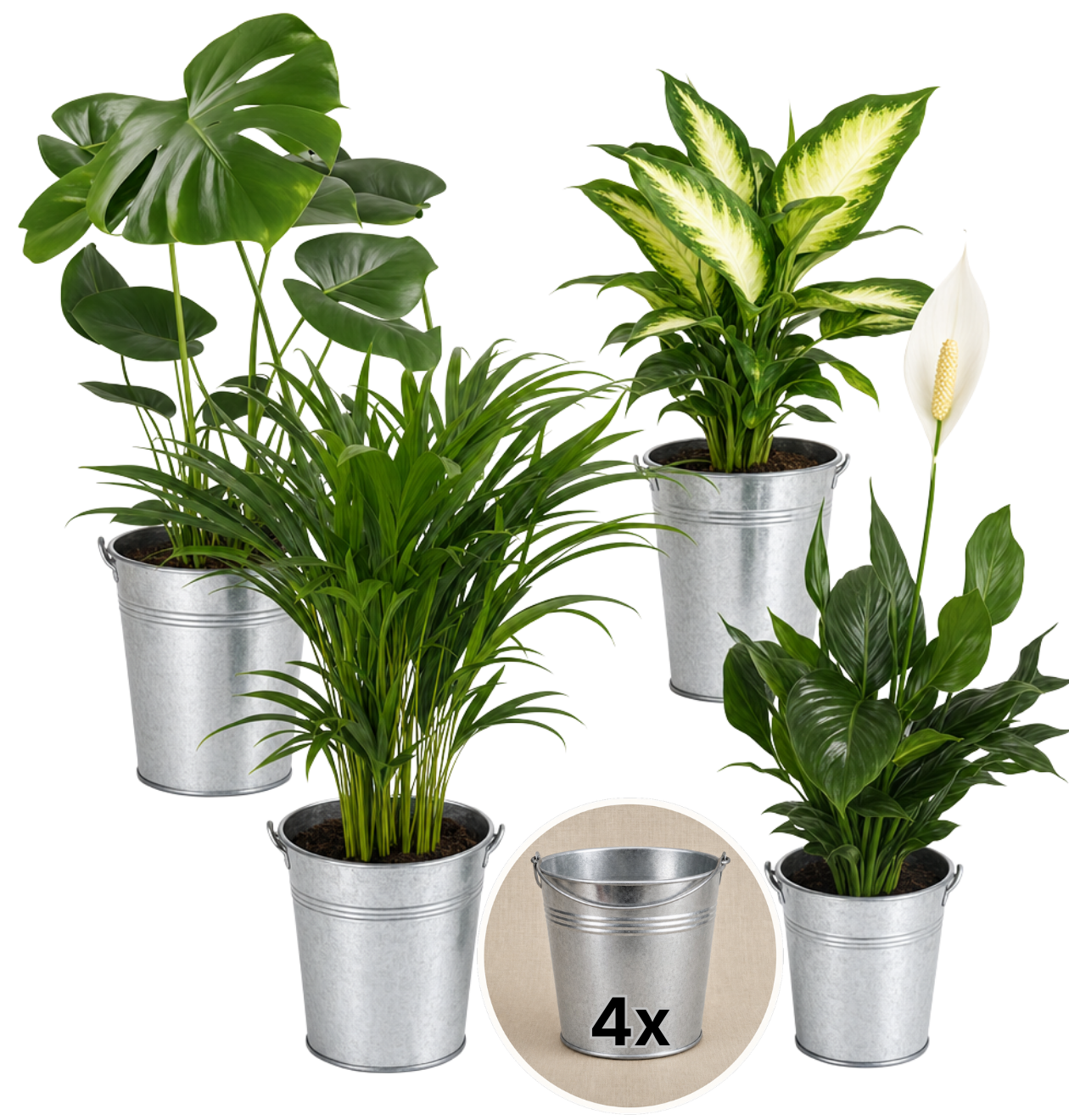 “Luftreiniger” Pflanzen-Set + Zinktopf | 4er-Set | ca. 40-70 cm | Ø 12-15 cm Topf