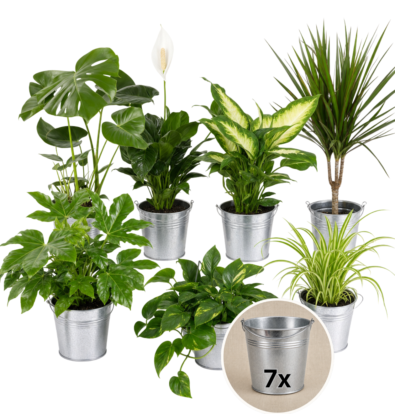 “Luftreiniger” Pflanzen-Set + Zinktopf | 7er-Set | ca. 30-70 cm | Ø 12-15 cm Topf