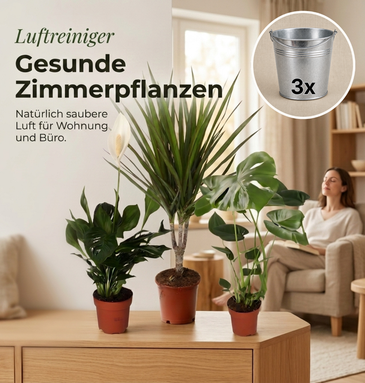 “Luftreiniger” Pflanzen-Set + Zinktopf | 3er-Set | ca. 40-70 cm | Ø 12-15 cm Topf