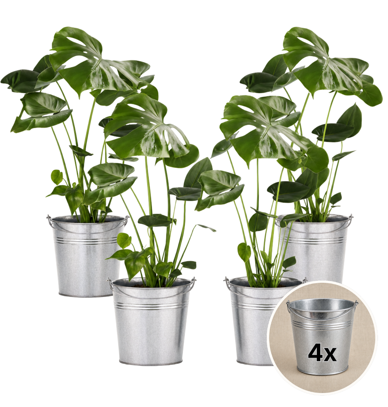 Monstera deliciosa + Zinktopf | 4er-Set | Fensterblatt | ca. 55-70 cm | Ø 12-15 cm Topf