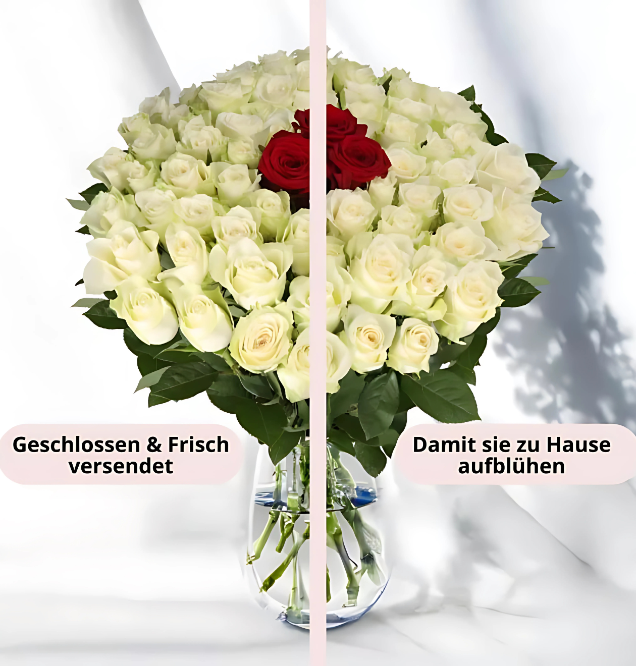 70 Rosen - "Nordlicht"