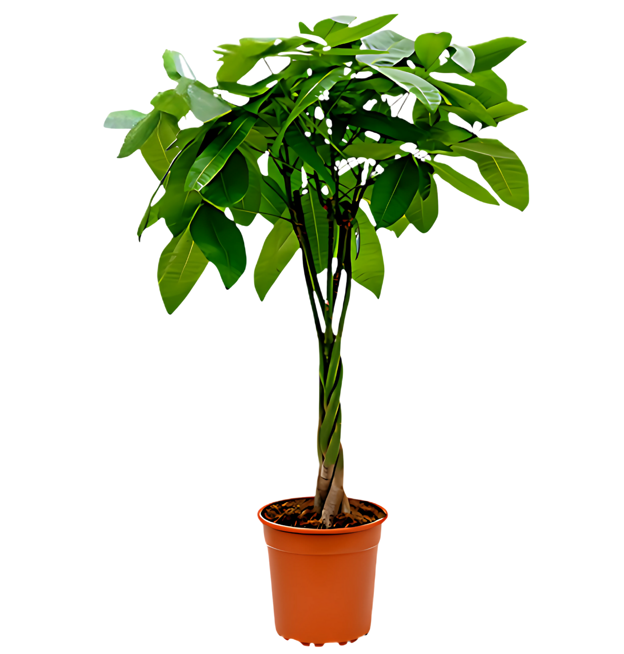 Glückskastanie | 3er-Set | Pachira | ca. 40-50 cm | Ø 12-15 cm Topf